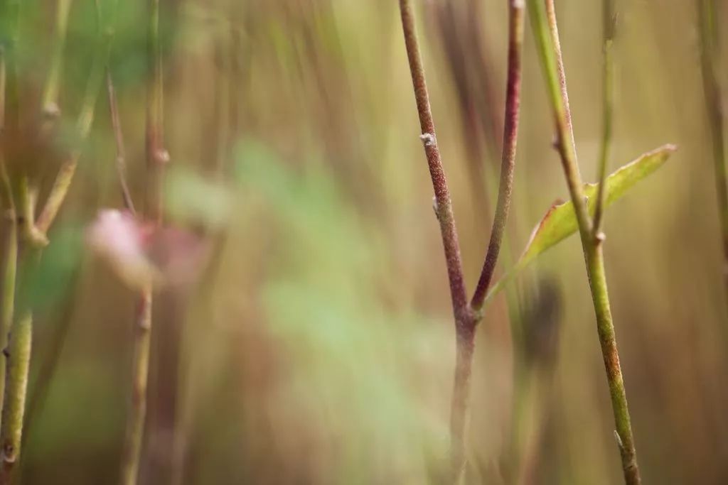 小学语文100句作文排比句,小学语文三年级排比句教学