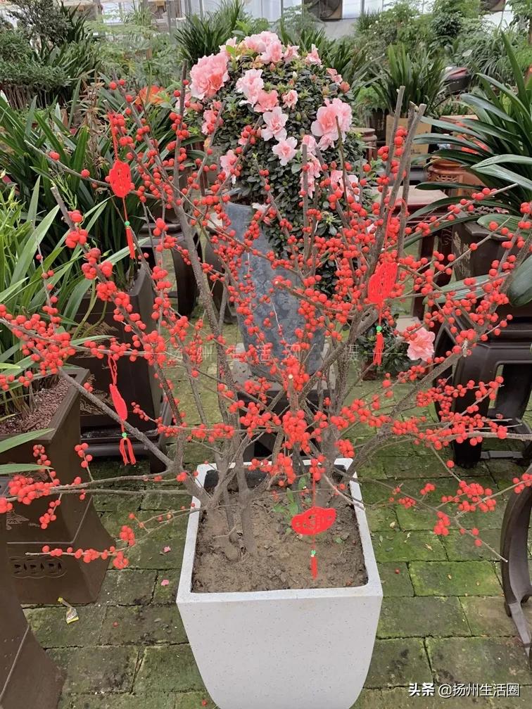 2元花盆批发清仓,2元花卉批发市场