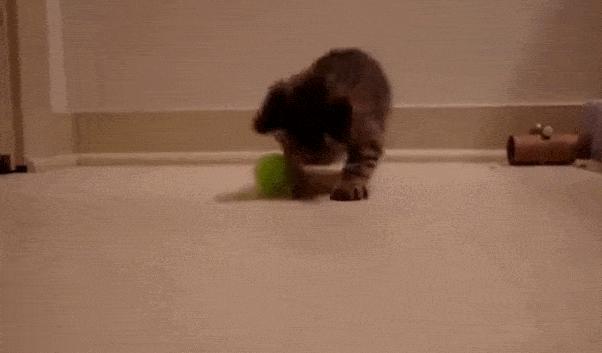 放假了猫咪带不走怎么办,过年了猫带不回去怎么办