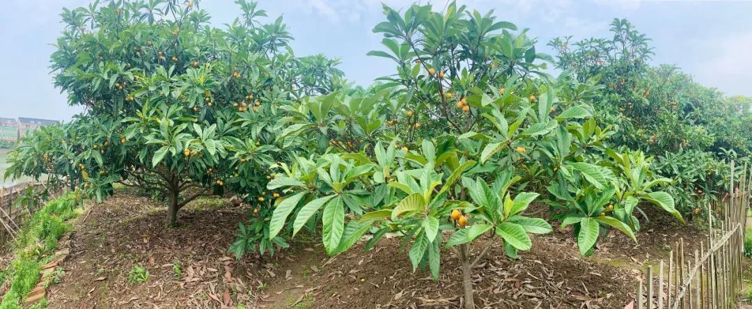 周末东山采枇杷采摘攻略已出,枇杷采摘攻略