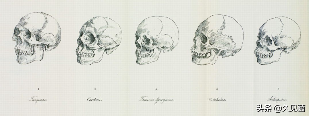 中国人是否接受其他肤色人种,中国人有多少白种人血统