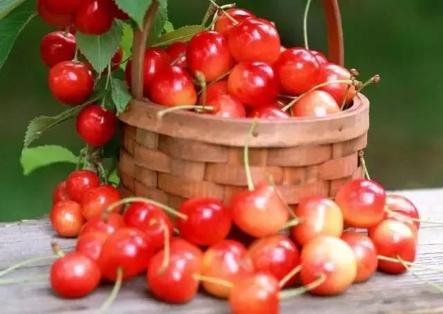 重庆周边摘樱桃,重庆北碚摘樱桃的地方