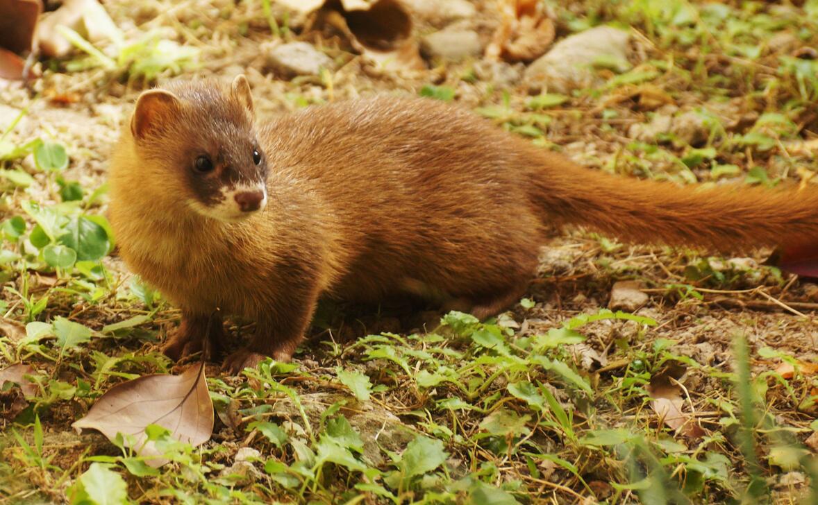 黄鼠狼的天敌有哪些,黄鼠狼在农村的天敌