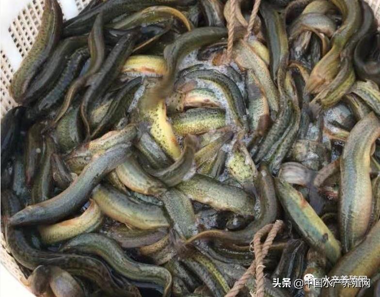泥鳅苗批发价是多少钱一斤,泥鳅苗价格多少钱1斤左右