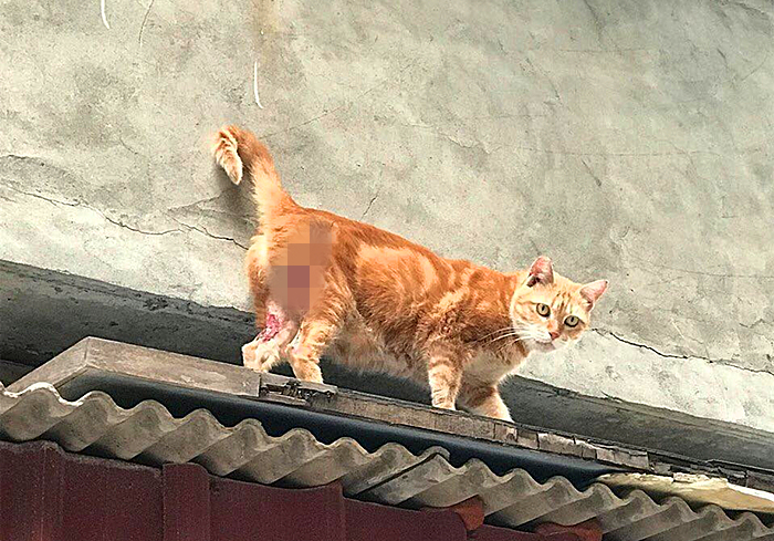 猫咪走丢了最有效的寻找方法,寻找走丢的猫猫