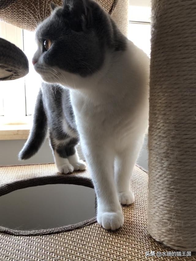 不正经的猫咪好不好,不正经的猫