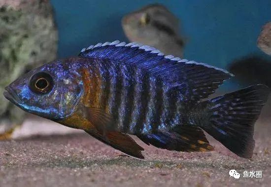 三湖慈鲷马鲷孔雀珍珠系能长多大,三湖慈鲷之孔雀