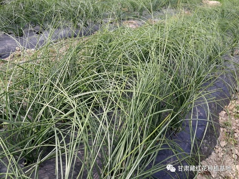 2031年藏红花种球价格,2021藏红花种球价格