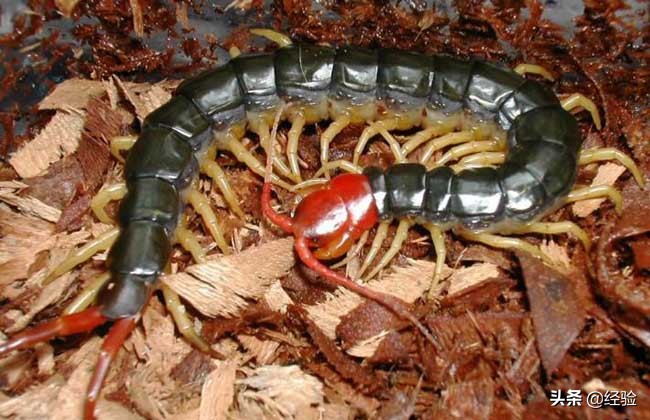 蜈蚣养殖技术,蜈蚣养殖技术书籍电子版