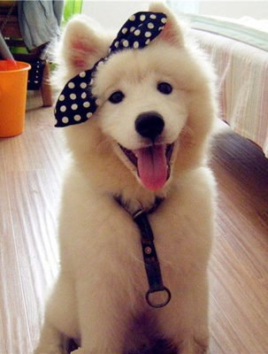 萨摩耶犬有这6大缺点,养萨摩耶的缺点有哪些