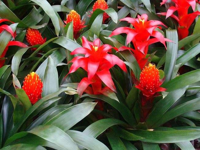 今年有哪些年宵花,春节6种年宵花推荐颜值高寓意好