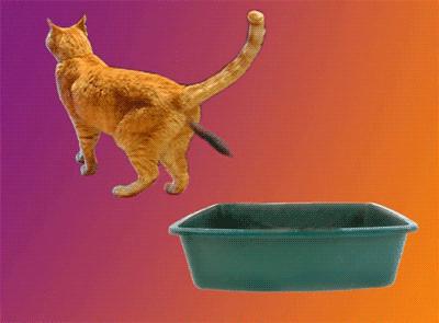 猫砂世界最重要的发明之一,为什么说猫砂是伟大的发明