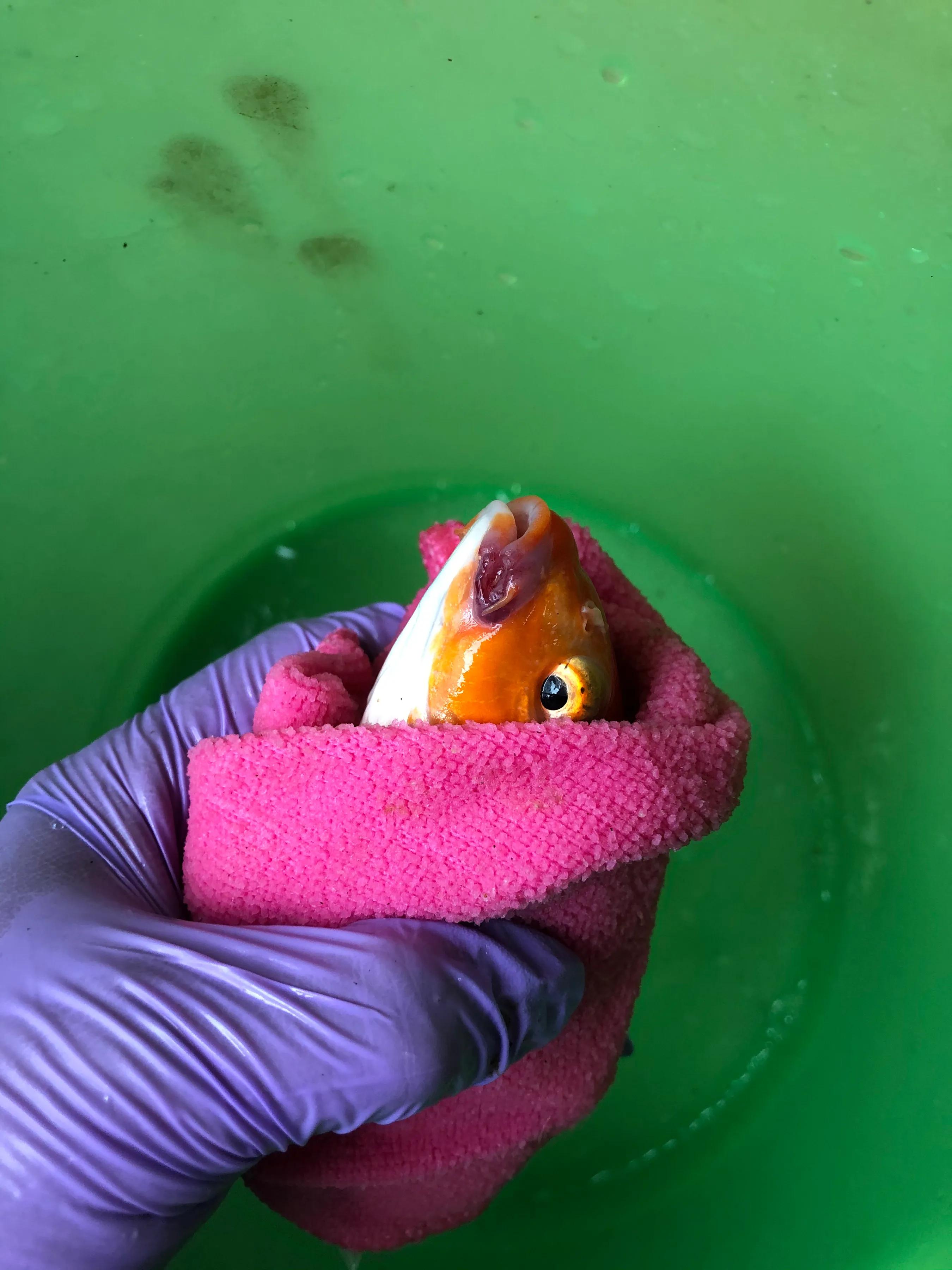 鱼儿烂鳃需要治疗多久,鱼儿烂鳍怎么治