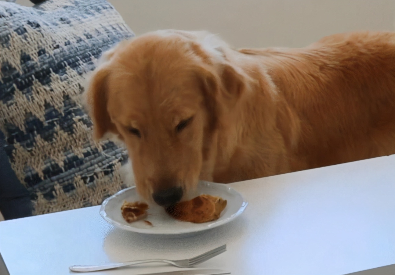 金毛犬幼犬拉稀有血,金毛犬拉稀是什么原因造成的
