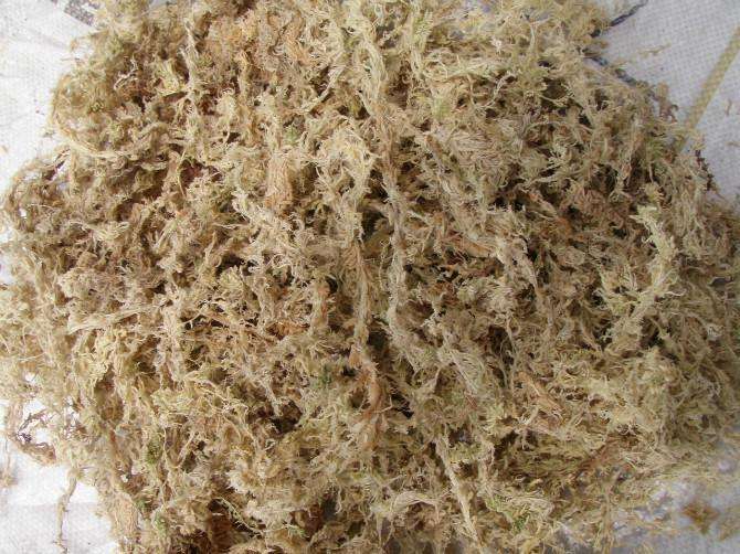 吸水树脂乌龟冬眠使用方法,乌龟最佳的冬眠方式