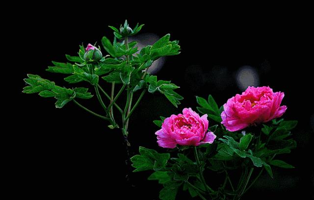 今日重阳愿天下父母健康长寿,重阳节之日愿天下父母健康长寿