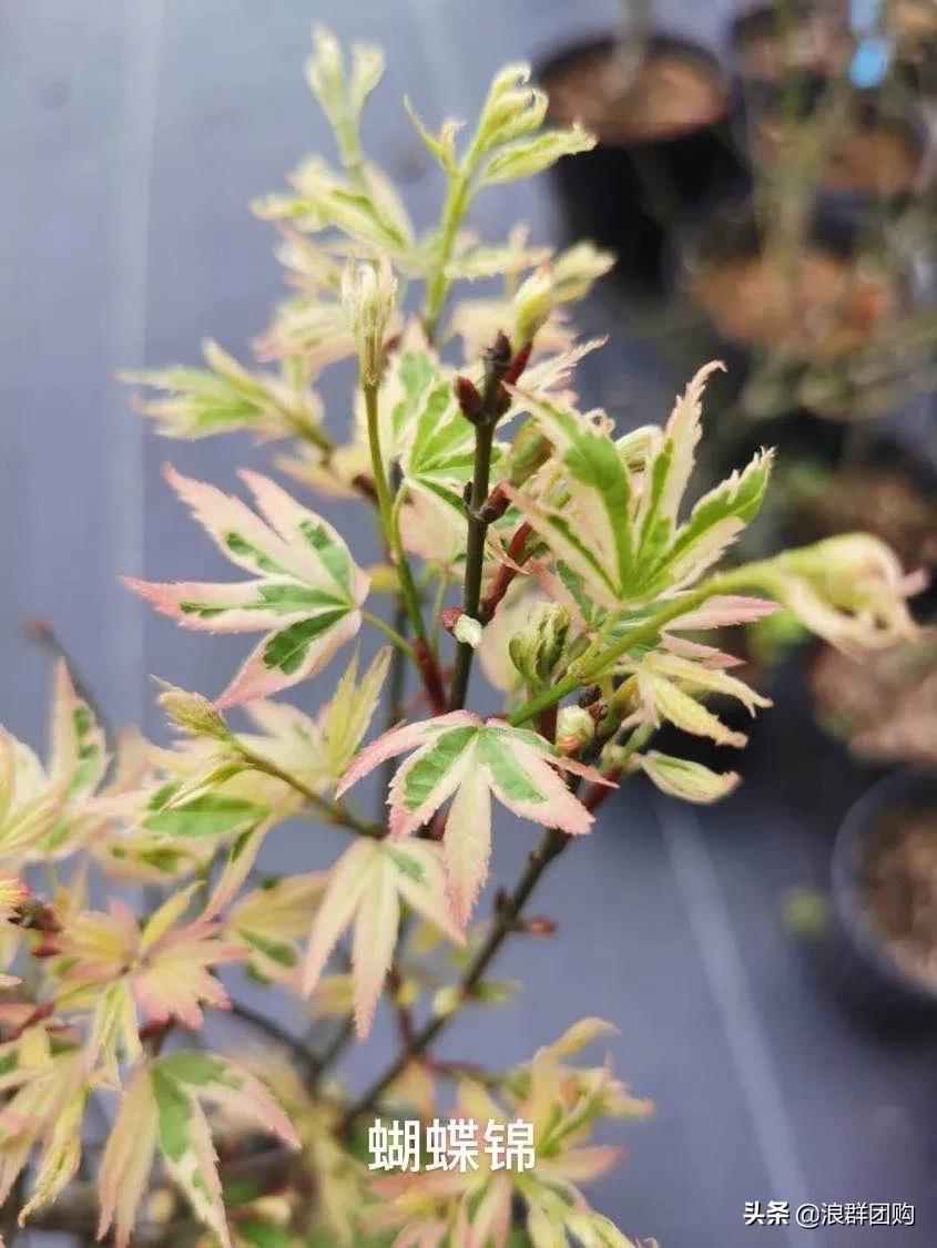 中式庭院藤类植物,枫树和紫藤