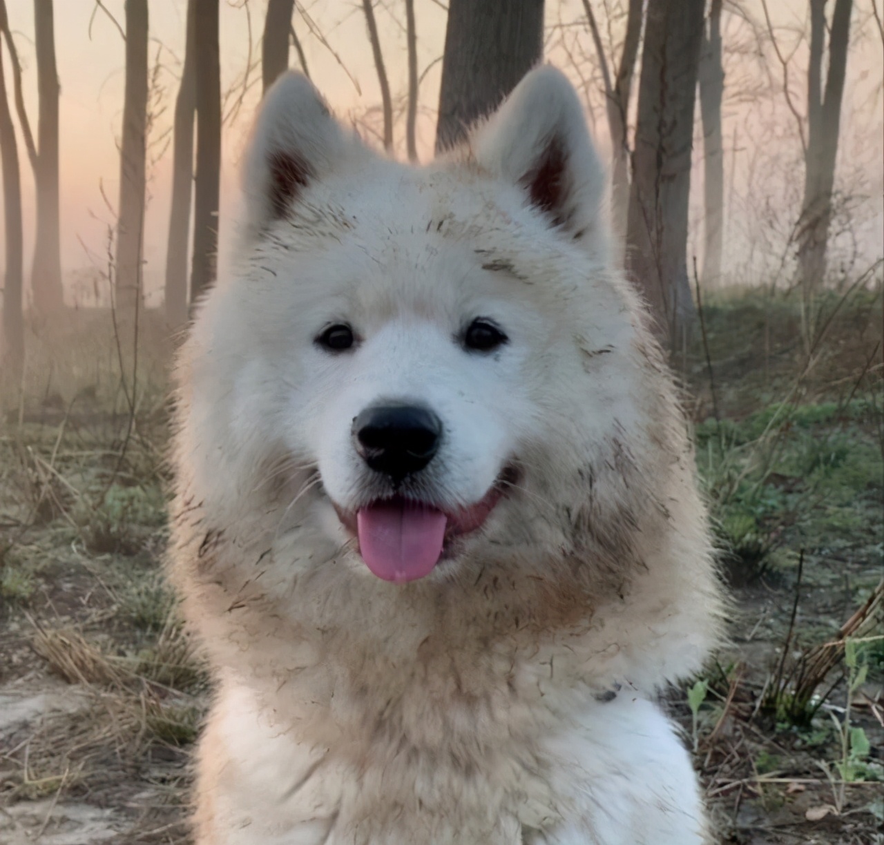 巨贵犬可以在农村生活吗,巨贵犬几百块的能买吗