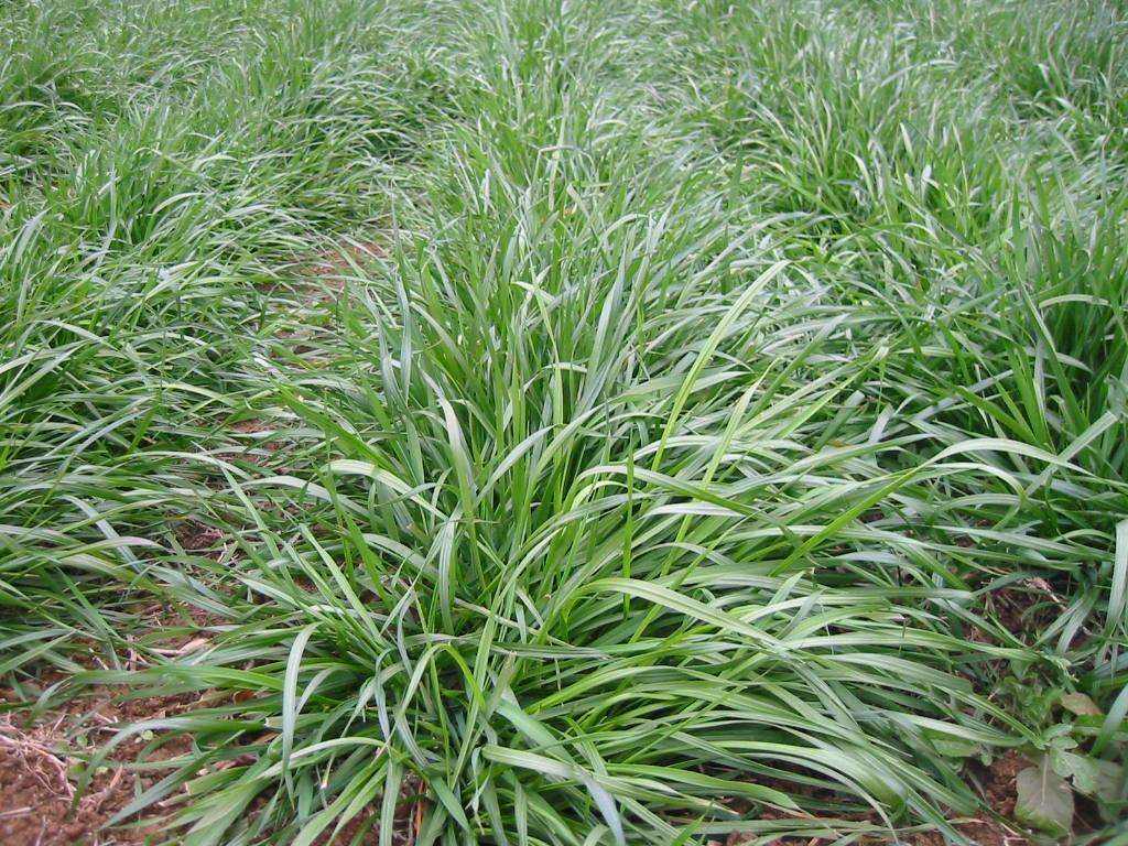 黑麦草牧草,黑麦草相比其他牧草的优势