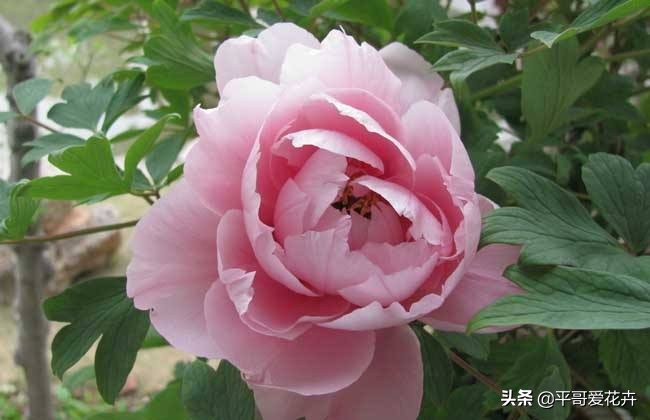 牡丹叶片萎蔫？都是这“4个方面”惹的锅，及时补救还来得及