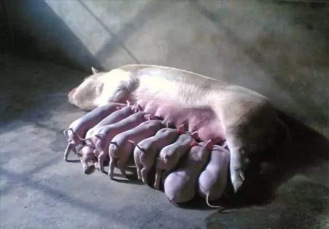 母猪产前喂多怎么办,母猪产后1到7天喂食的正确方法