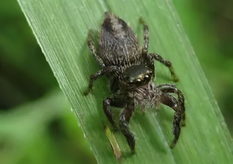 福建乡下一些常见的蜘蛛，看看有没有你认识的？