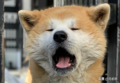 纯种秋田犬优点和缺点,纯种秋田狗多少钱