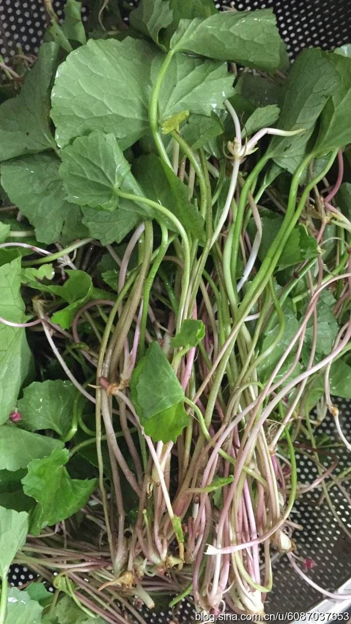 看看这些野菜你们家乡有吗?