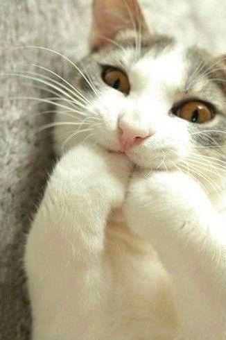 猫咪也比较懒,猫咪为什么白天睡觉晚哼唧