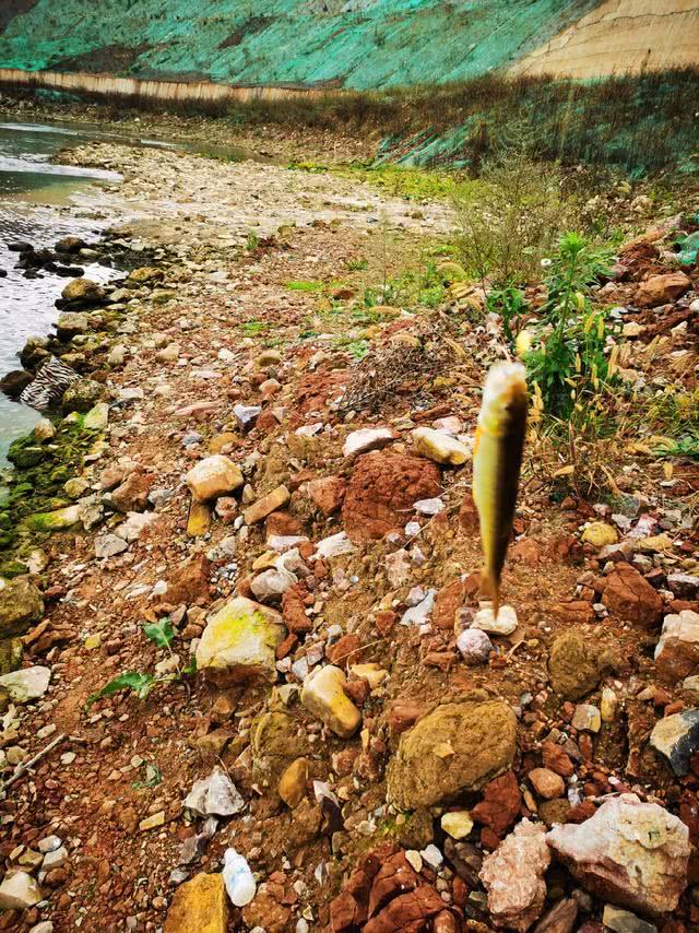 马口鱼用什么钓最好,钓友们钓过最大的翘嘴