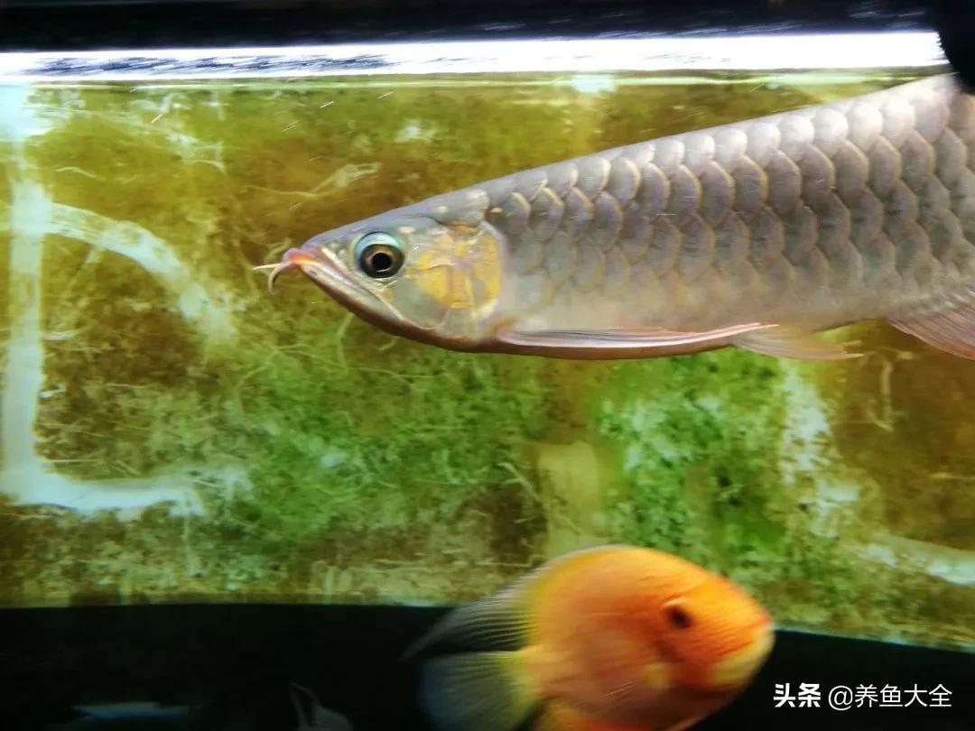 养红龙苗,养红龙如何搭配其他鱼