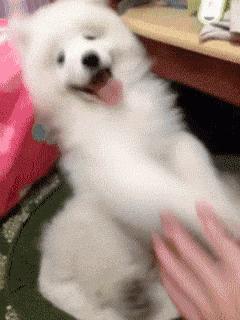 养纯种还是混血狗,养纯种狗