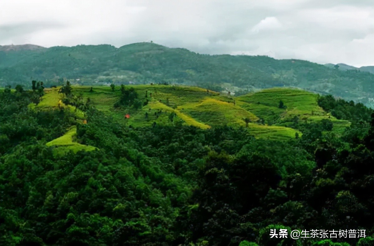 普洱茶的各个特点,普洱茶的十大特点