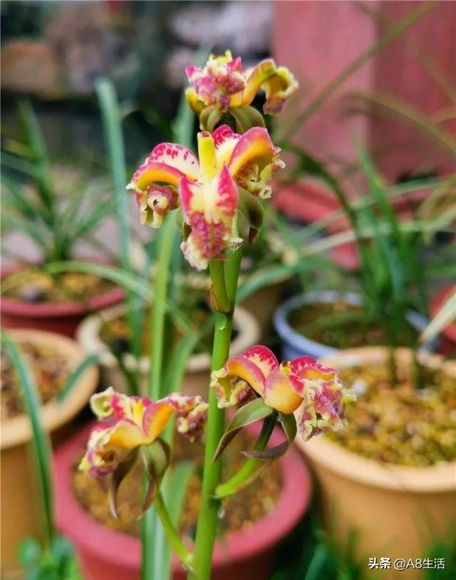 蒙山之春此花浓妆艳抹,彩块鲜红,是养兰人争相收藏的精品