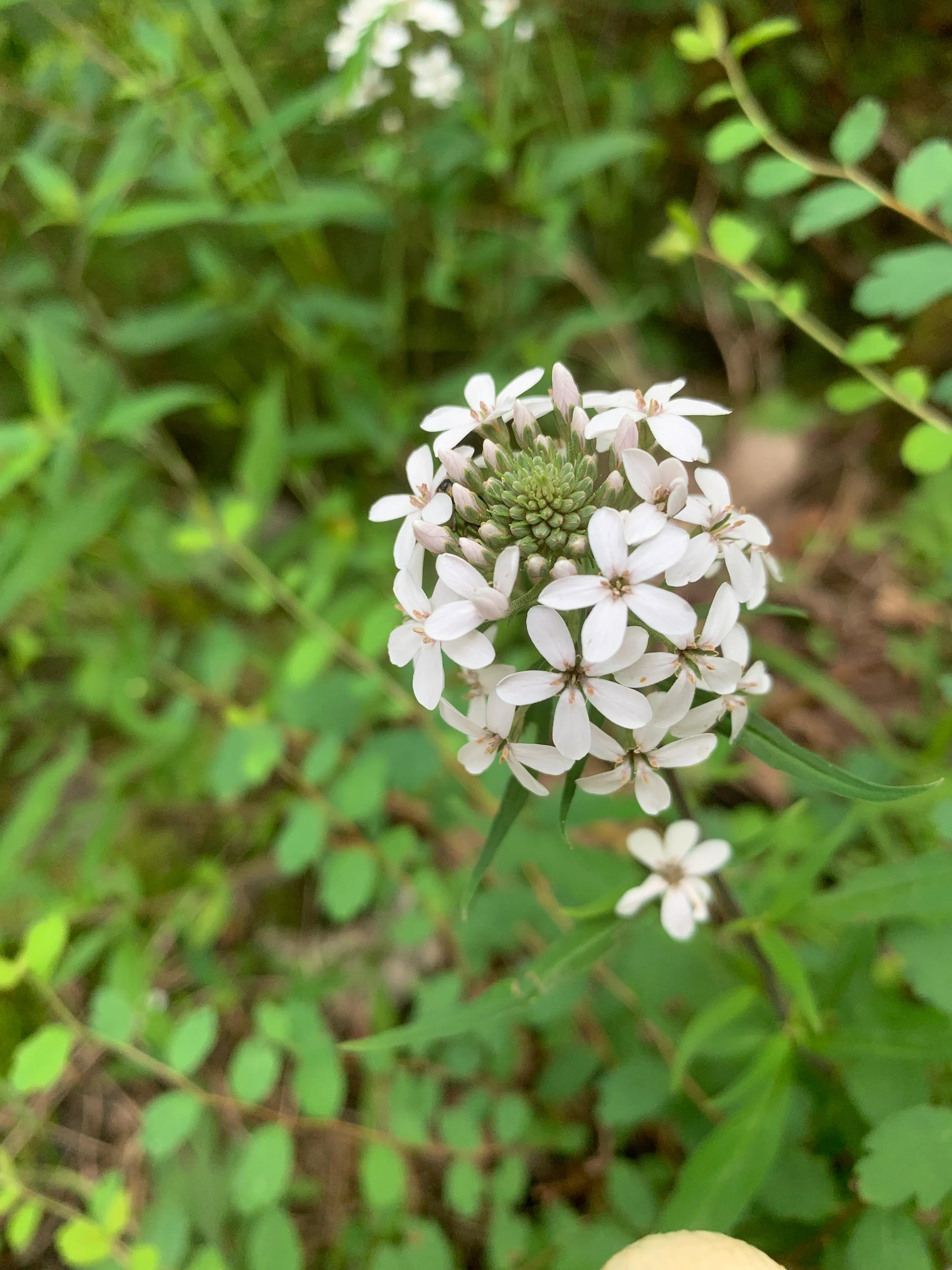 一朵花的守候——七峪沟纪行