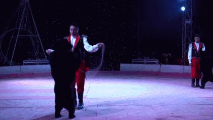 老虎和狮子分离了多久,狮子是百兽之王老虎是森林之王