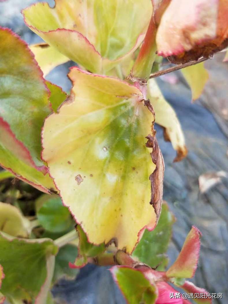 四季秋海棠怎么养护和管理,四季海棠初春烂叶怎么养殖