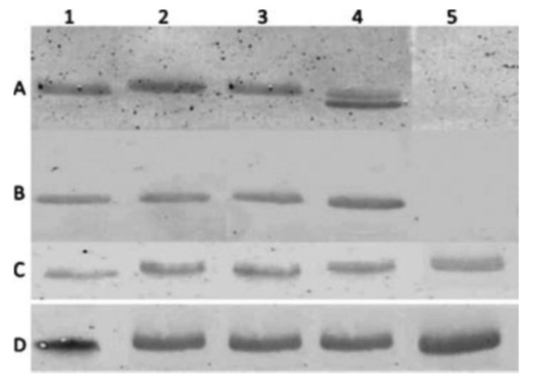 解密论文造假重灾区，ElisabethBik博士亲授WB实验技巧
