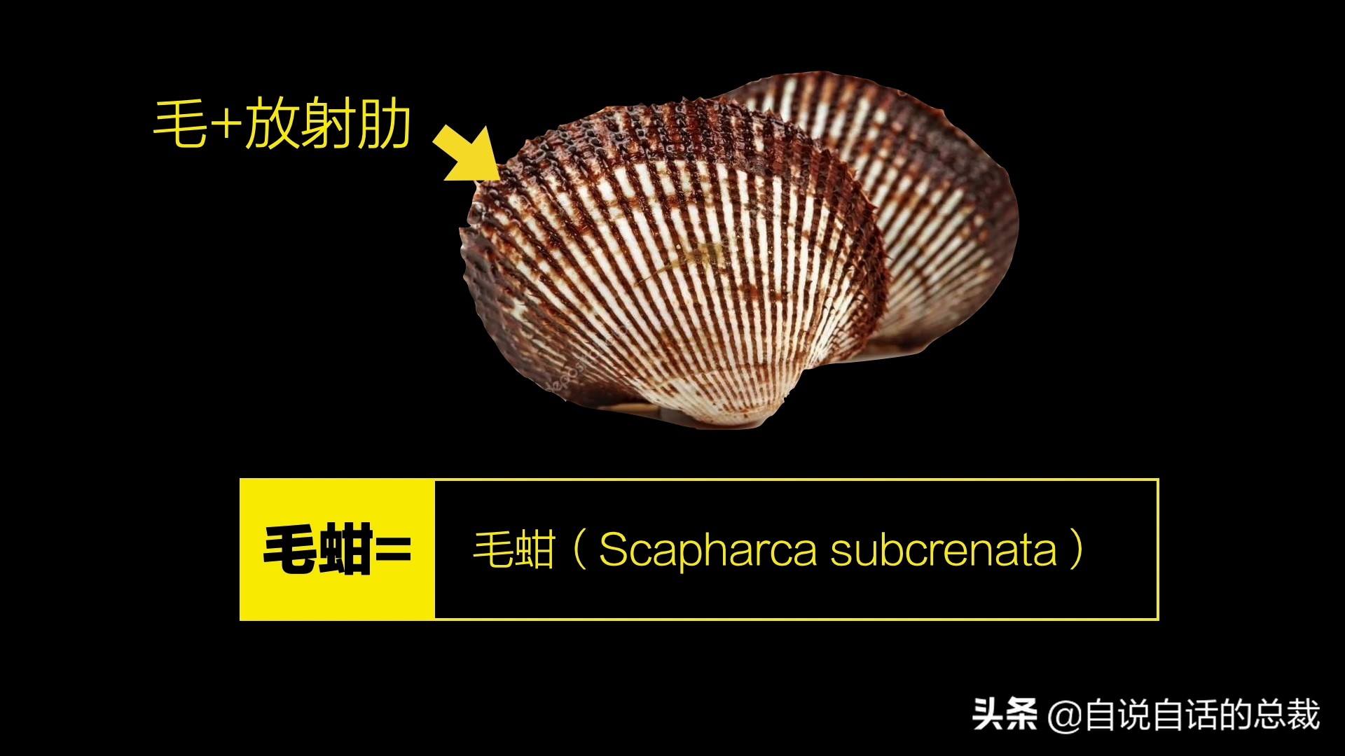 蛤、蚶、蛏、蚝、蚬有什么区别？这是一群美味海怪与人类的故事