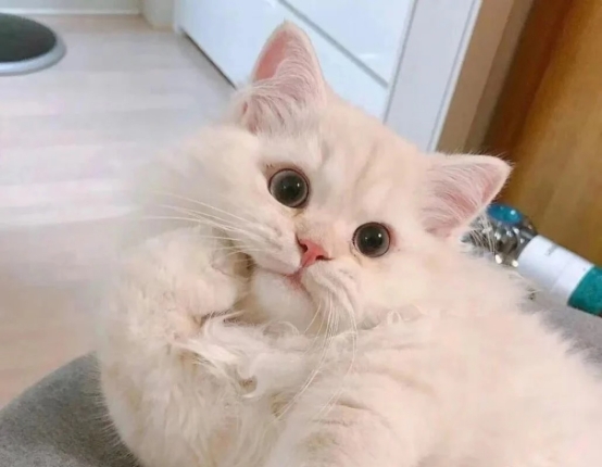 猫咪流产了怎么处理,猫咪流产后该如何处理