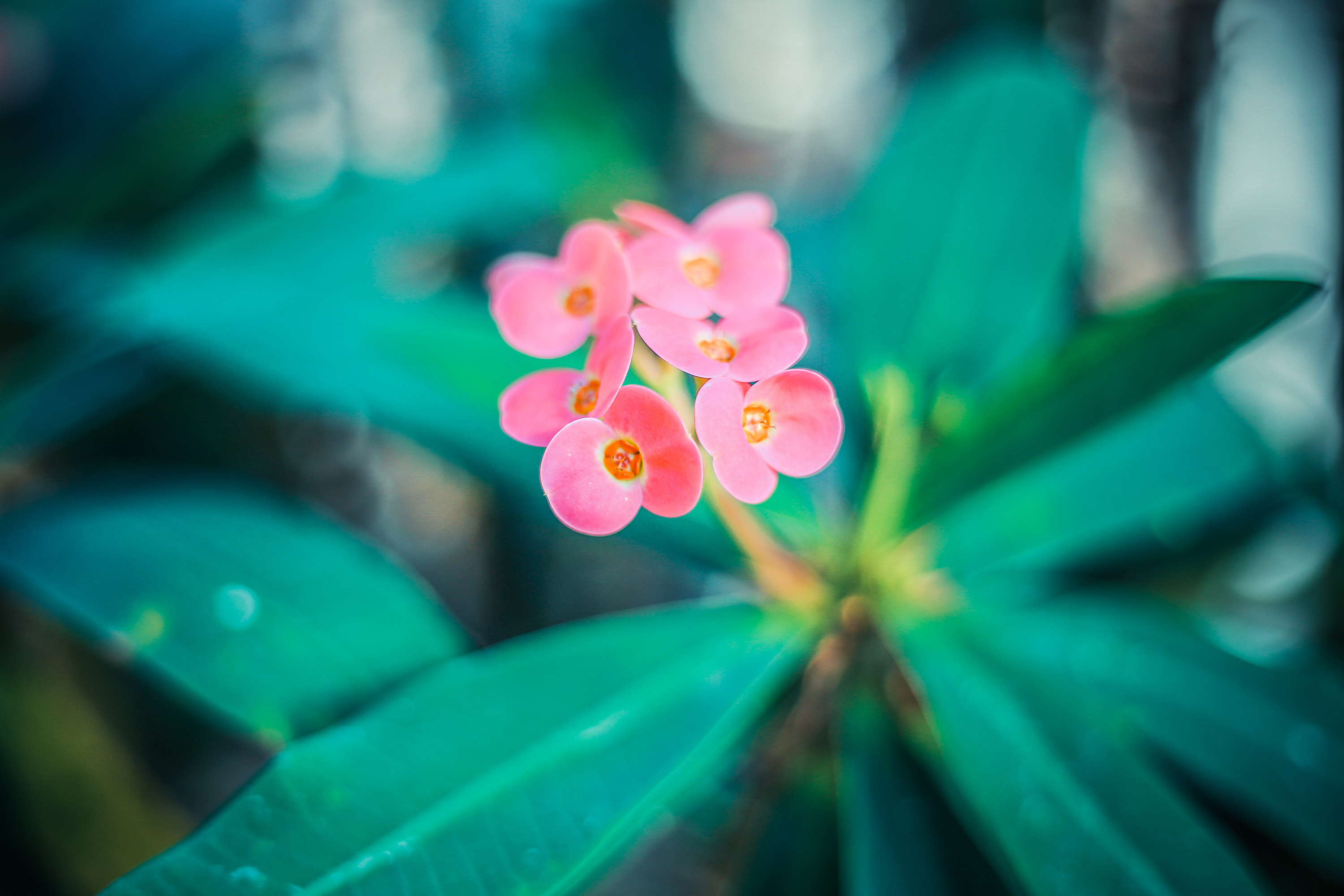 这群猴子拥有龙命，工作就是泡温泉，游客：命还不如一只猴子好