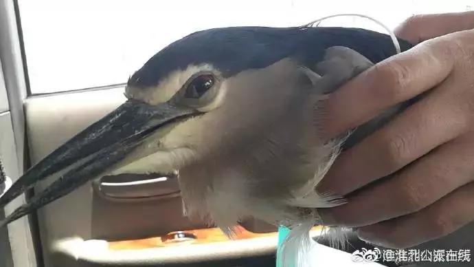 还没看《神奇动物在哪里》？没关系，你错过的神奇动物都在这里