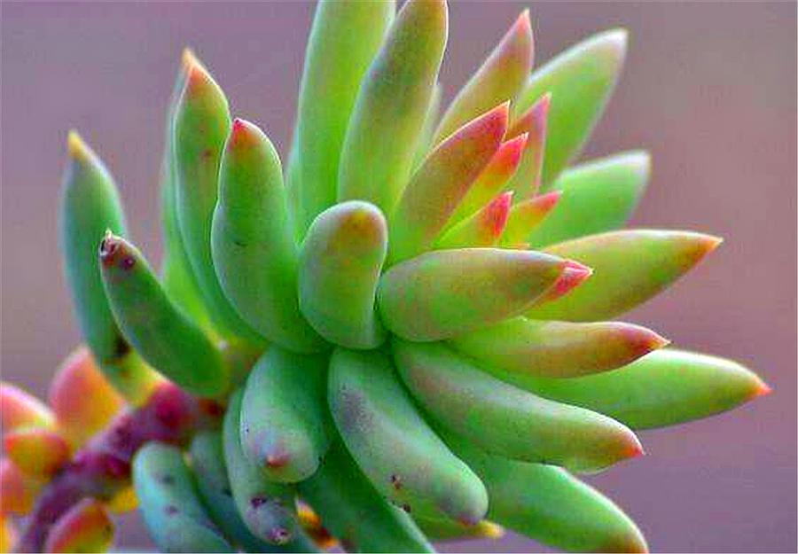 千佛手叶子发蔫浇了水还是干瘪,千佛手干瘪是什么原因