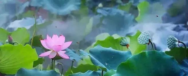 看图写话万能开头范文,看图写话万能模板