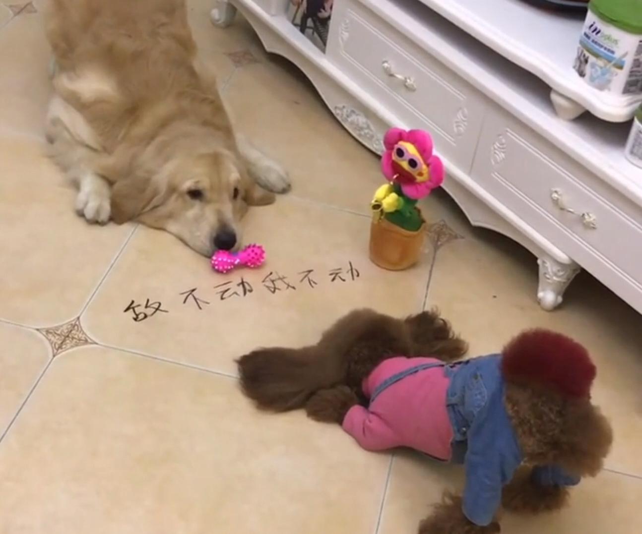 泰迪豆豆生活记录,泰迪狗狗豆豆爱旅行