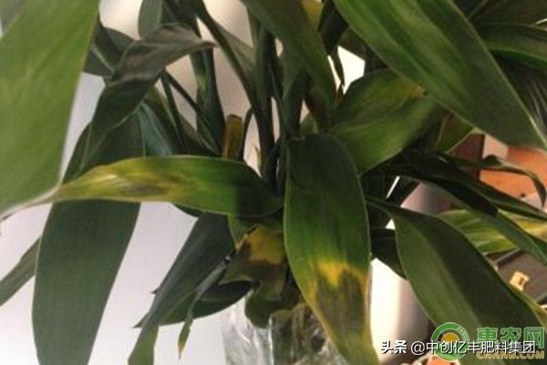 富贵竹叶子发黄掉叶急救专用,富贵竹杆子发黄怎么救