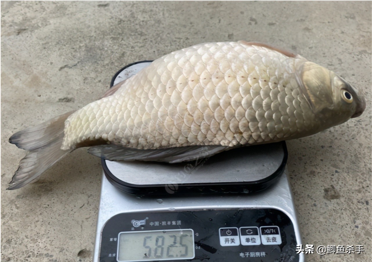 专业钓鱼场搭钓台,钓鱼人的福利来了图片