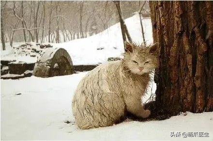 猫咪也会做噩梦吗,猫也会做噩梦吗