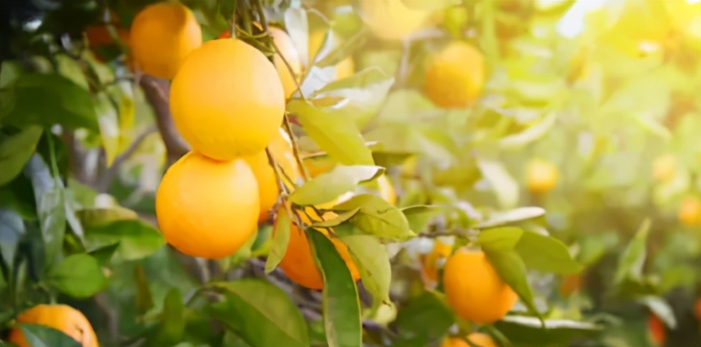 盆栽橙子苗施什么肥,盆栽橙子树怎样才结果