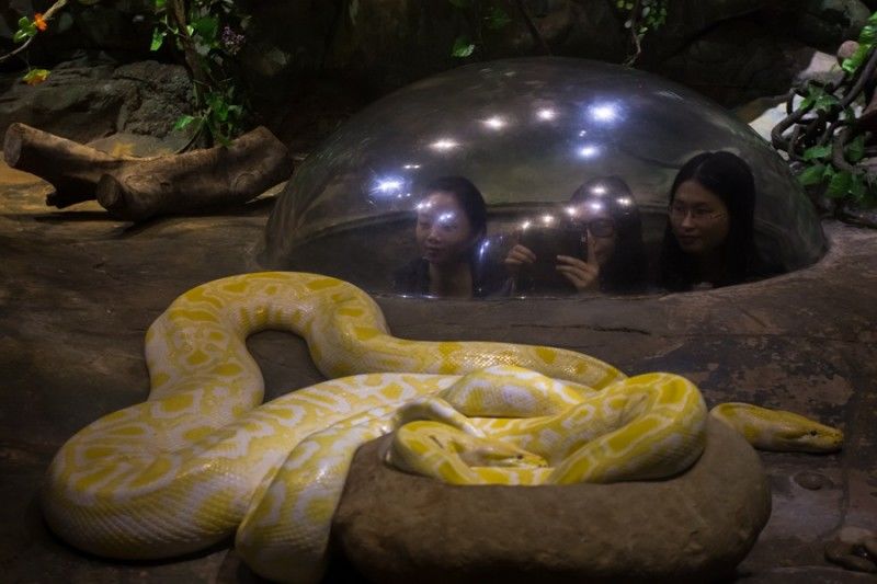 广州长隆野生动物世界游览图,广东广州长隆野生动物世界